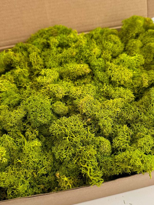 Reindeer-Lime-green-02