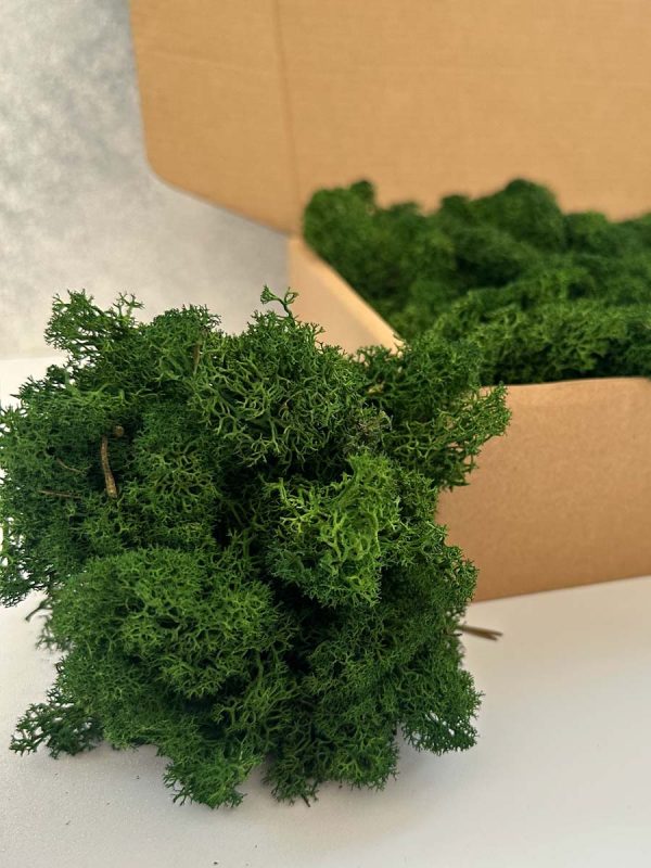 Musgo Reindeer Forest Green 02