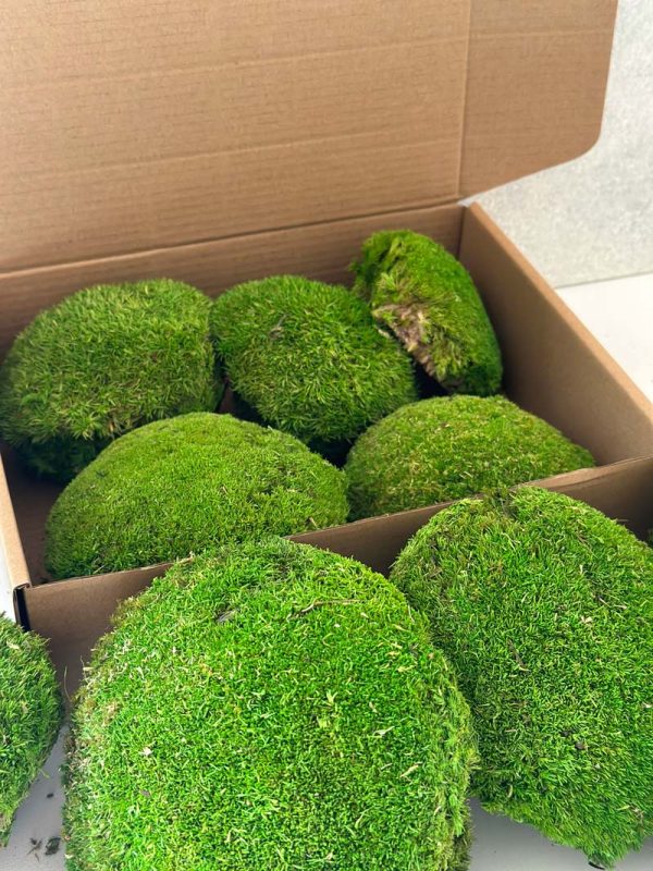 ball-moss-03