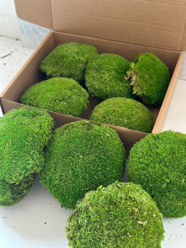 ball-moss-04